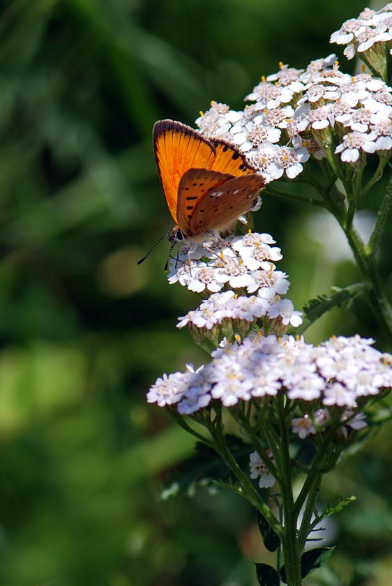 Lycaena virgaureae